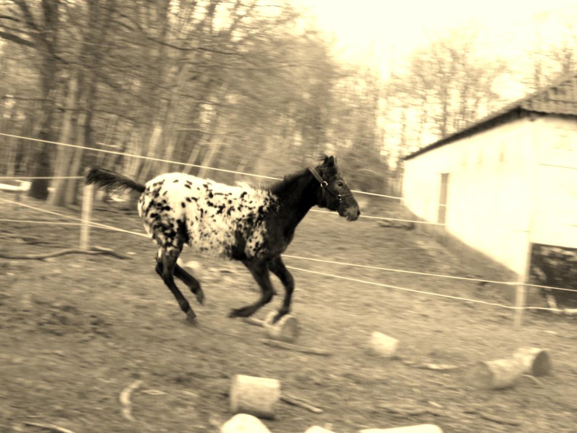Knabstrupper Kraghedens Like A Princess billede 12
