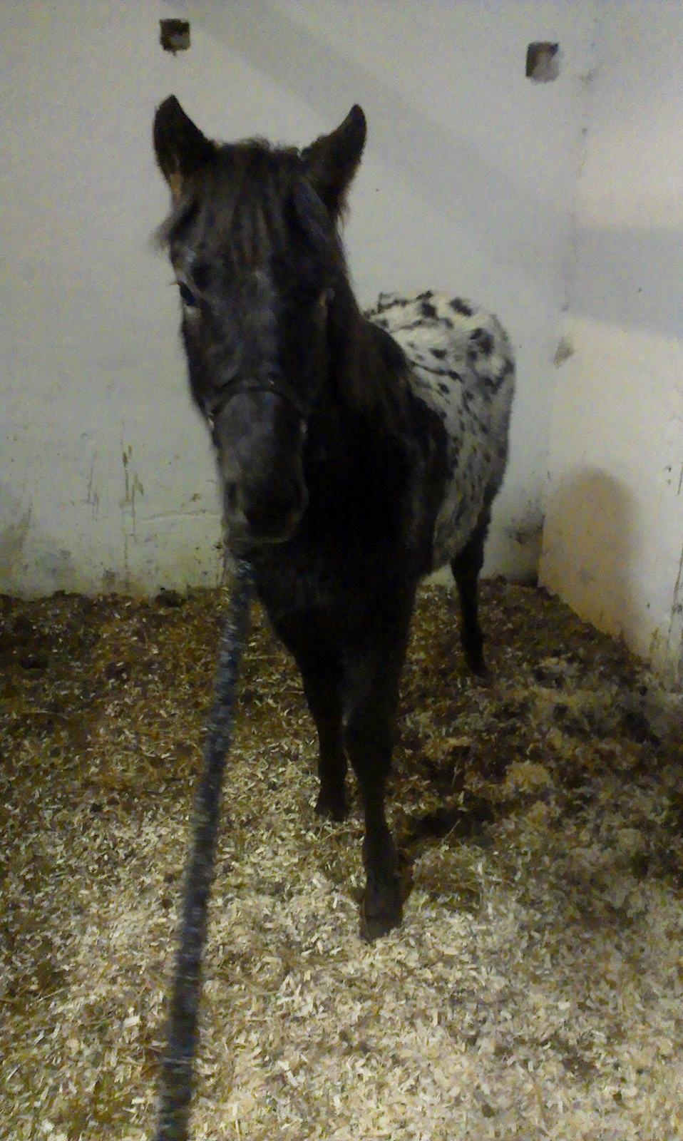 Knabstrupper Kraghedens Like A Princess billede 13