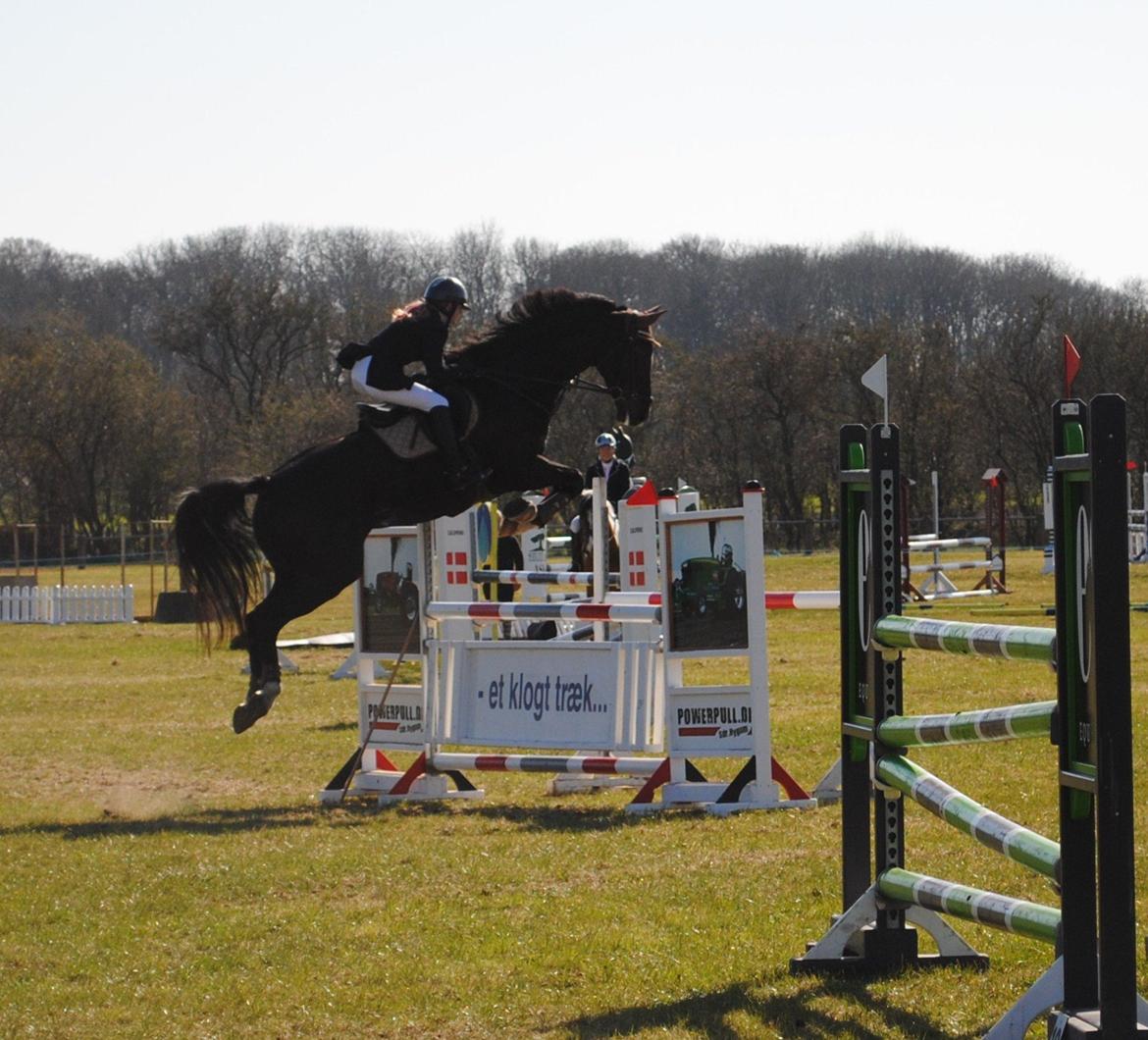 Dansk Varmblod Lerini A **RDS** - *Et klogt træk* Ja tak hesten sætter af billede 17