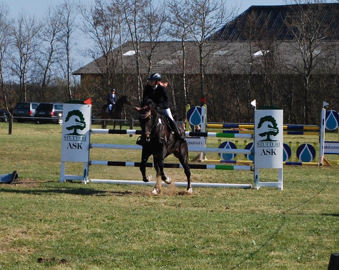 Dansk Varmblod Lerini A **RDS** - Og videre til næste spring i LA** billede 19