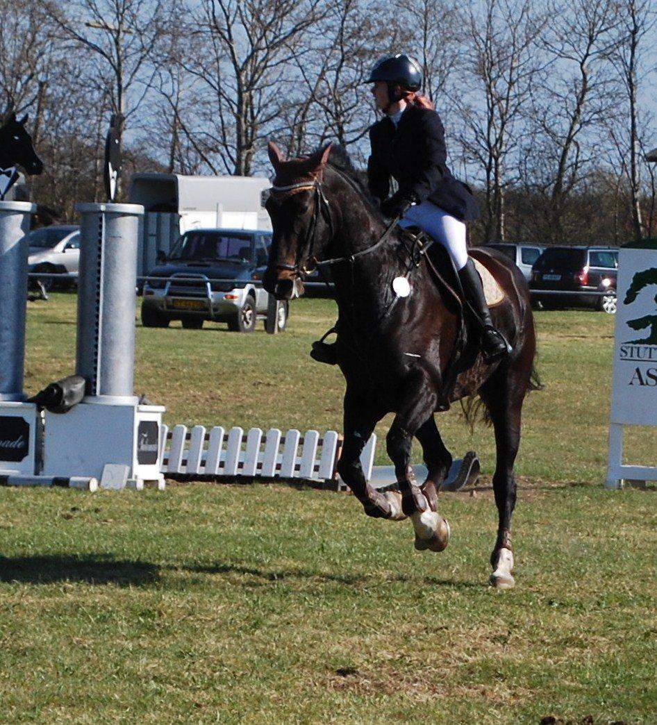 Dansk Varmblod Lerini A **RDS** - God galop rundt på banen.. Dressurmusse altså !!! billede 2