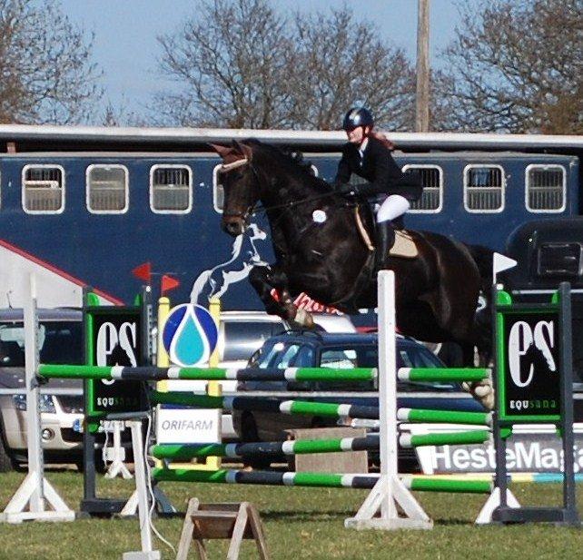 Dansk Varmblod Lerini A **RDS** - Min stjernehest<3
 billede 20