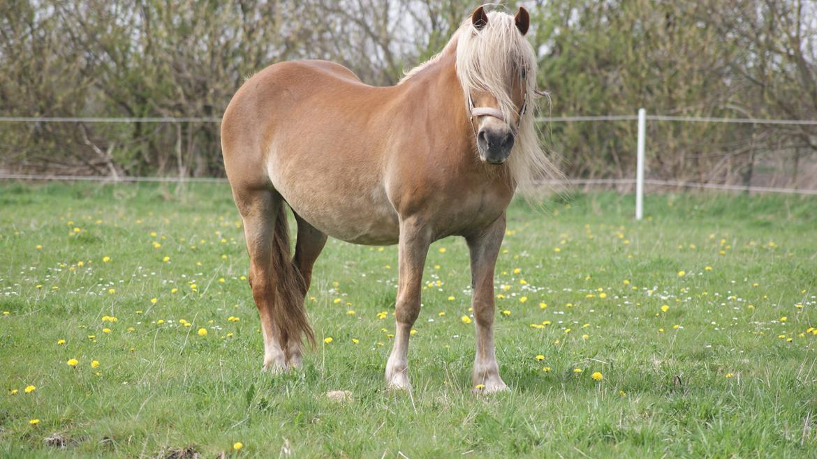 Haflinger Montana - Nyt. 9 maj 2013 billede 21