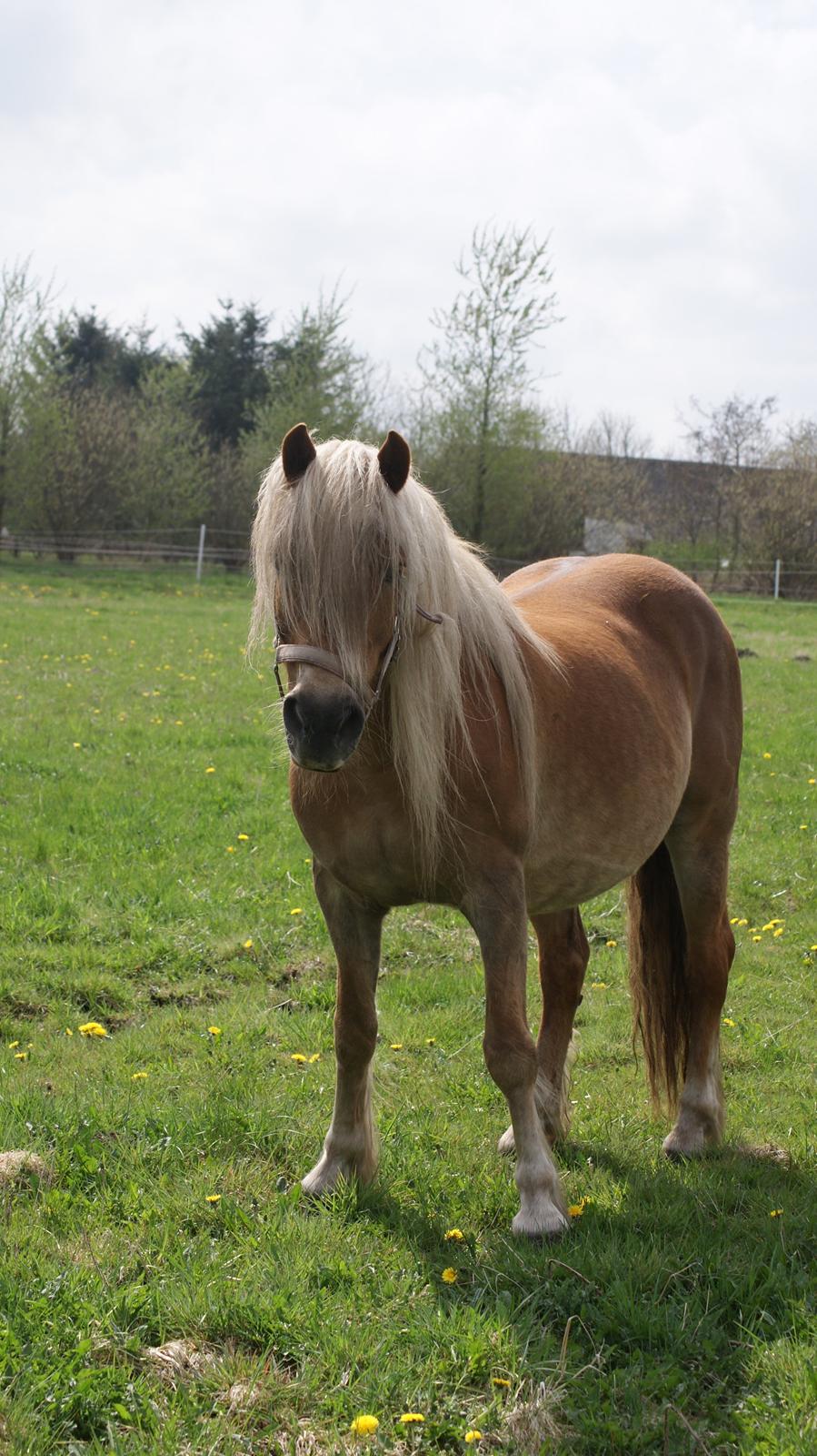 Haflinger Montana - Nyt. 9 maj 2013 billede 22