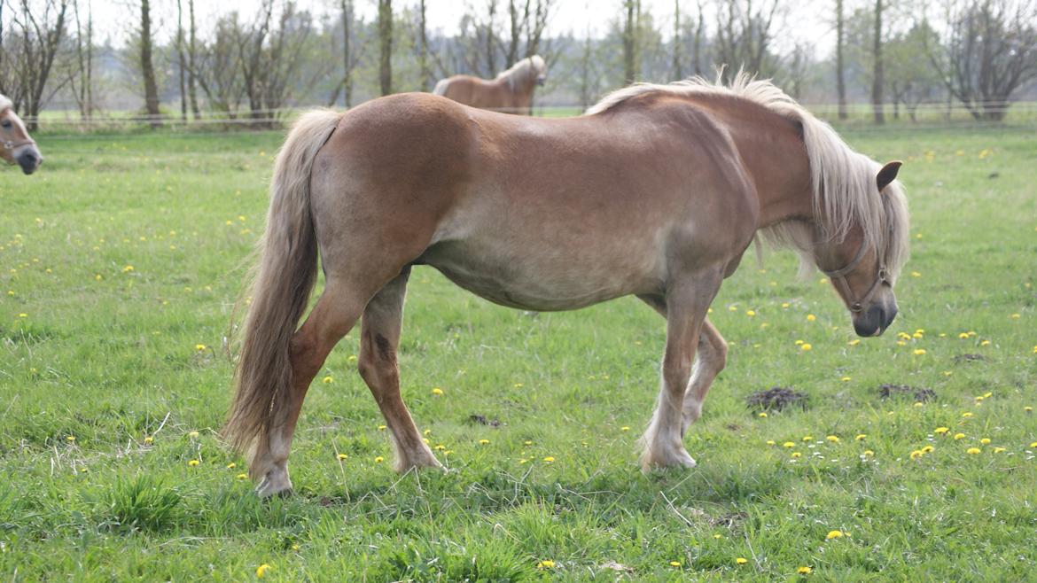 Haflinger Montana - Nyt. 9 maj 2013 billede 23