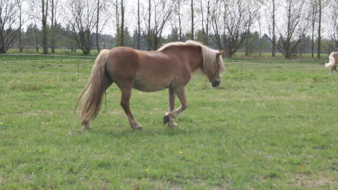 Haflinger Montana - Nyt. 9 maj 2013 billede 24