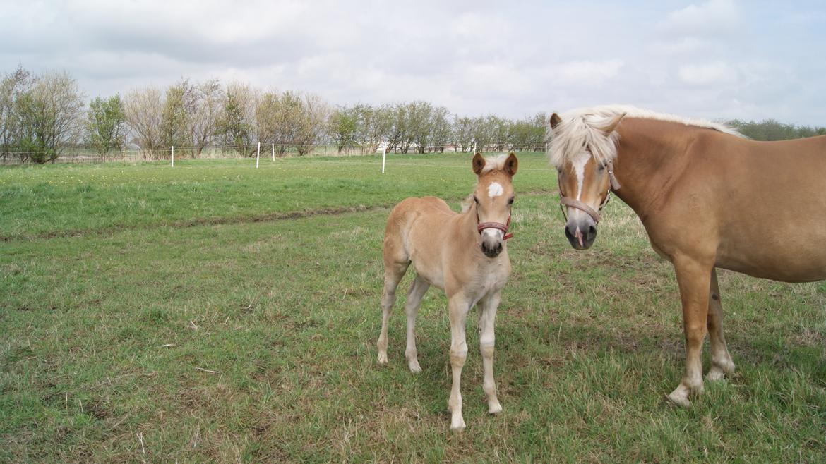 Haflinger Valencia Mosbøl billede 12