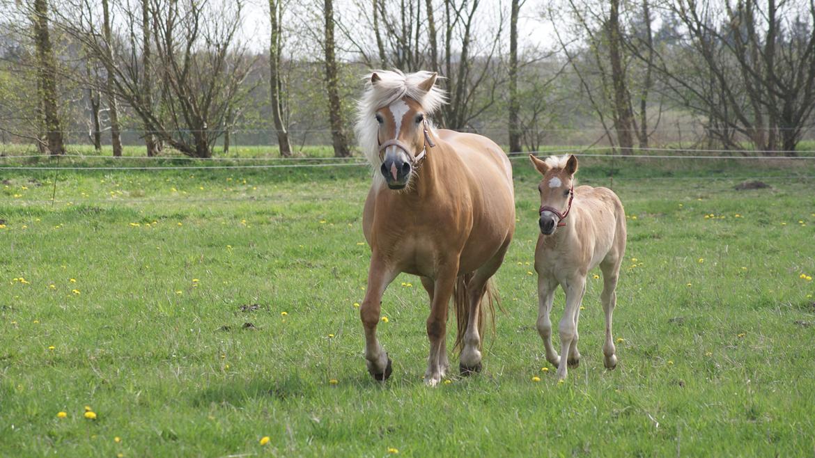 Haflinger Valencia Mosbøl billede 13