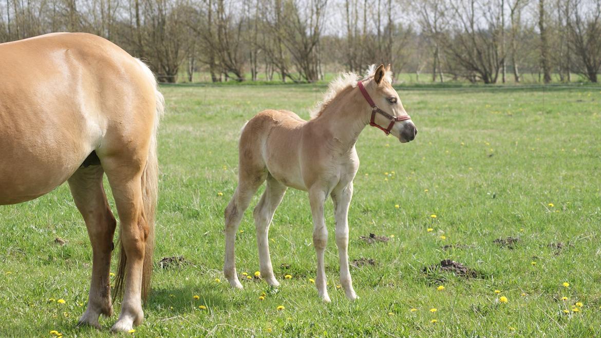 Haflinger Valencia Mosbøl billede 14