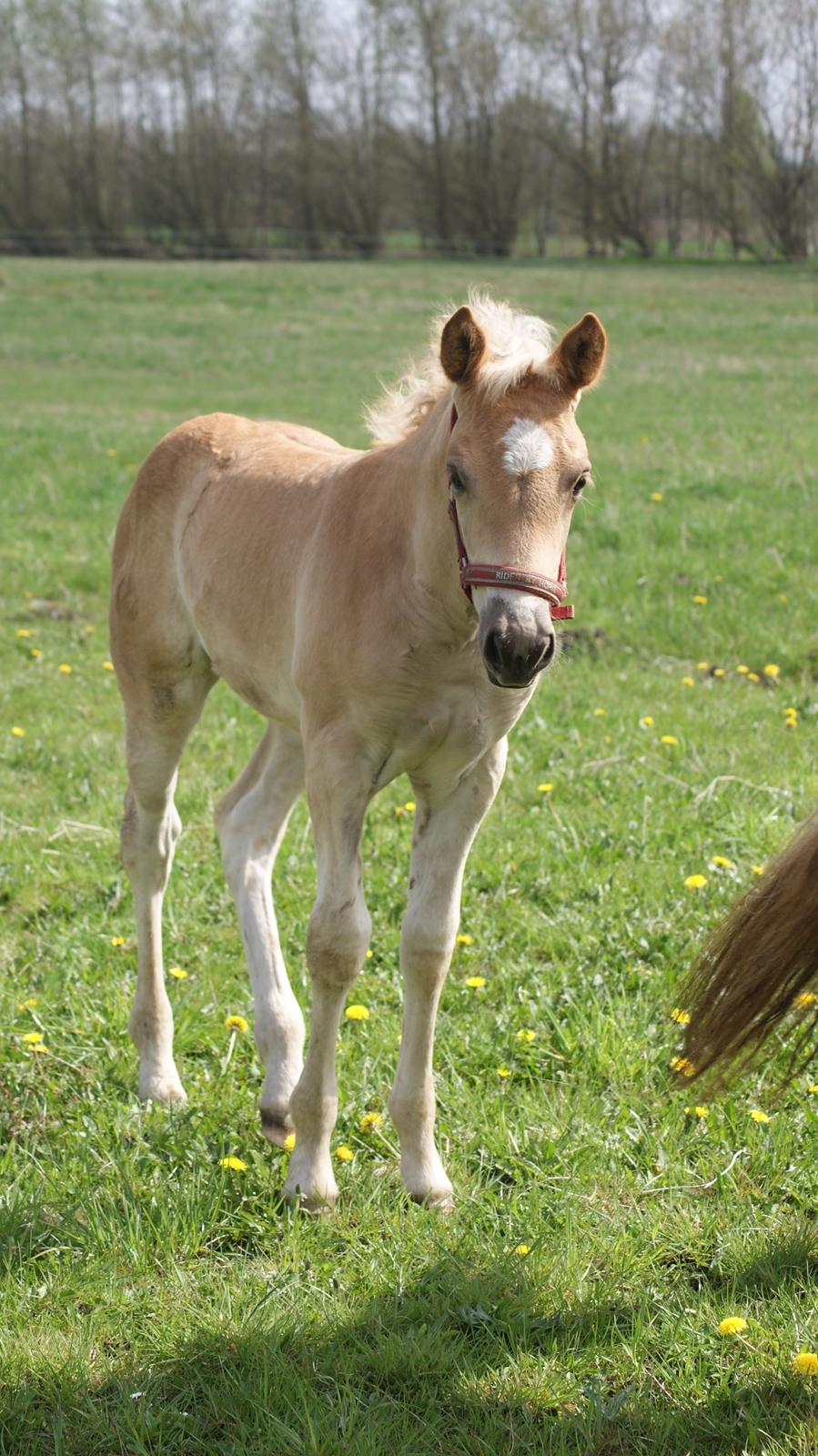 Haflinger Valencia Mosbøl - Velkommen til Valencia´s profil :) Lig gerne en kommetar :) billede 1