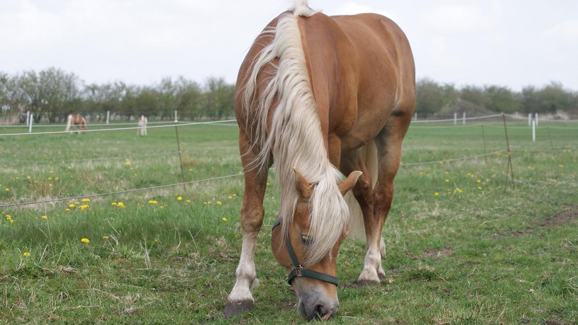 Haflinger Ariel-I *Avlshingst* - Nyt. 9 maj 2013 billede 20