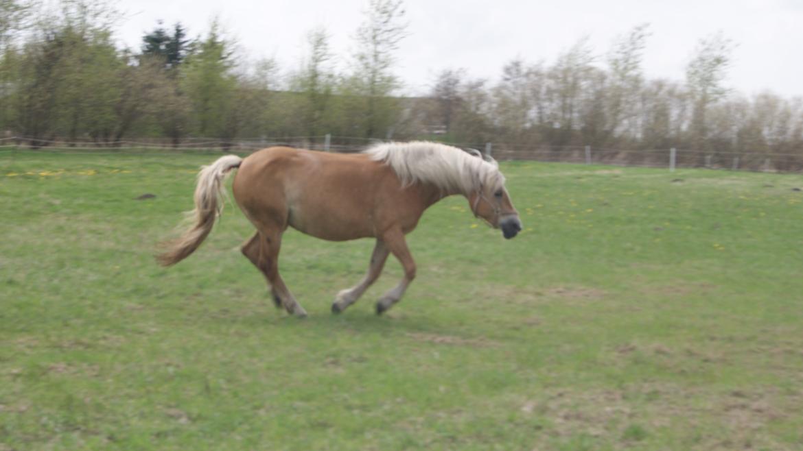 Tyroler Haflinger Valua <3 billede 19