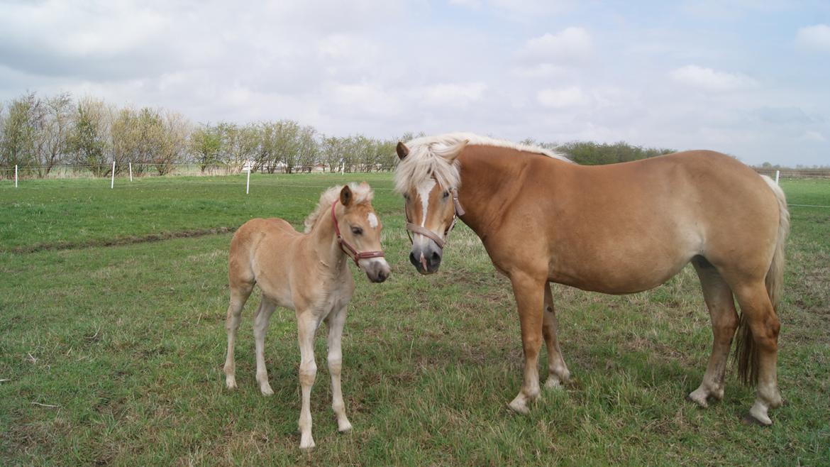 Tyroler Haflinger Valua <3 - Valua med sit første føl Valencia :) billede 5