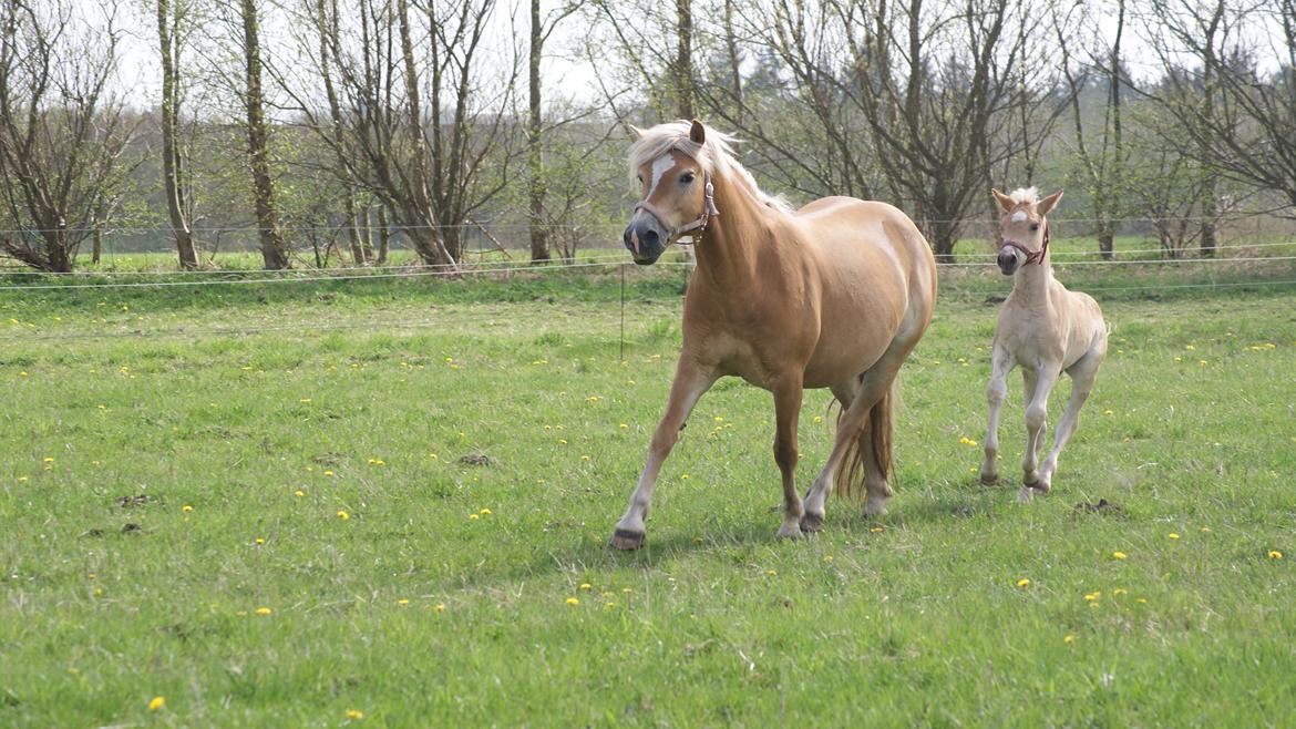 Tyroler Haflinger Valua <3 billede 20