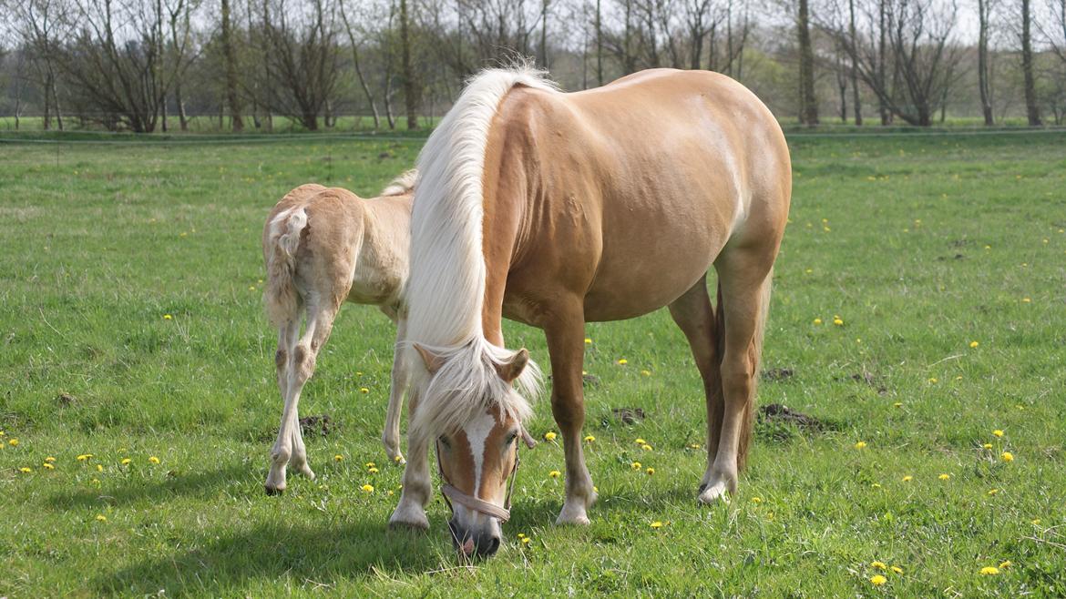 Tyroler Haflinger Valua <3 - Velkomme til Valua´s profil :)  
Lig gerne en kommentar :) billede 2