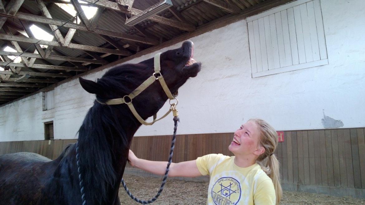 Welsh Cob (sec D) Tolstrups Kahjal - Min yndlings tossepony :) Billede: Far billede 20