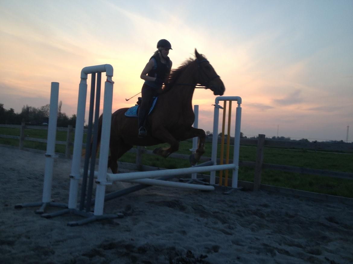 Dansk Varmblod Foxtrot billede 1