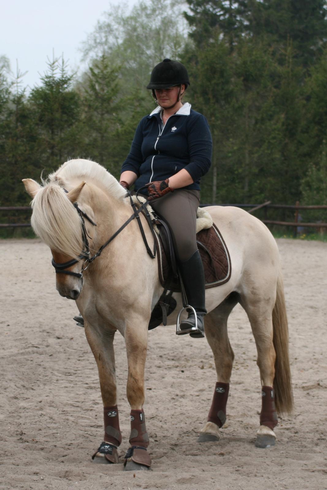 Fjordhest Bay`s Capre billede 13