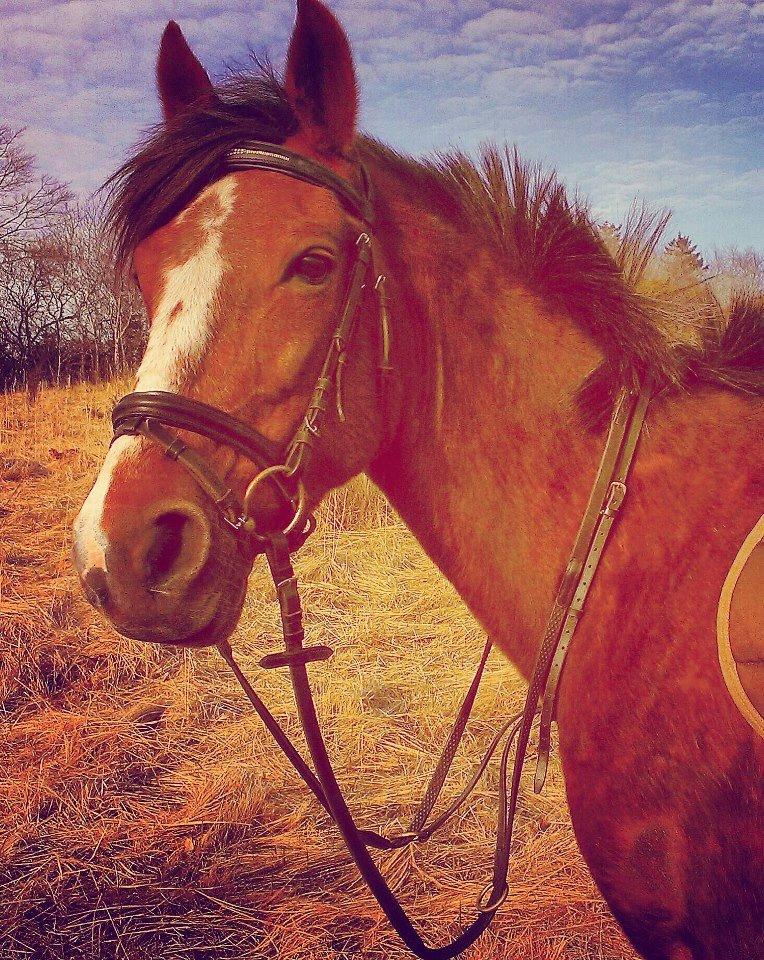 Standardbred Jaqueline Egely "Luna" billede 16
