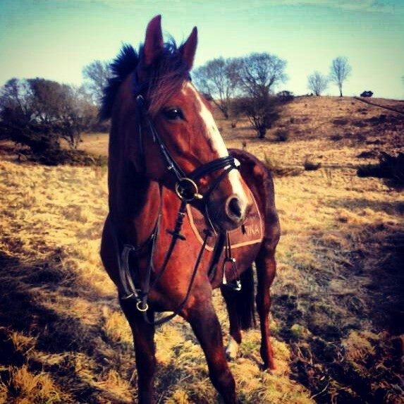 Standardbred Jaqueline Egely "Luna" billede 18