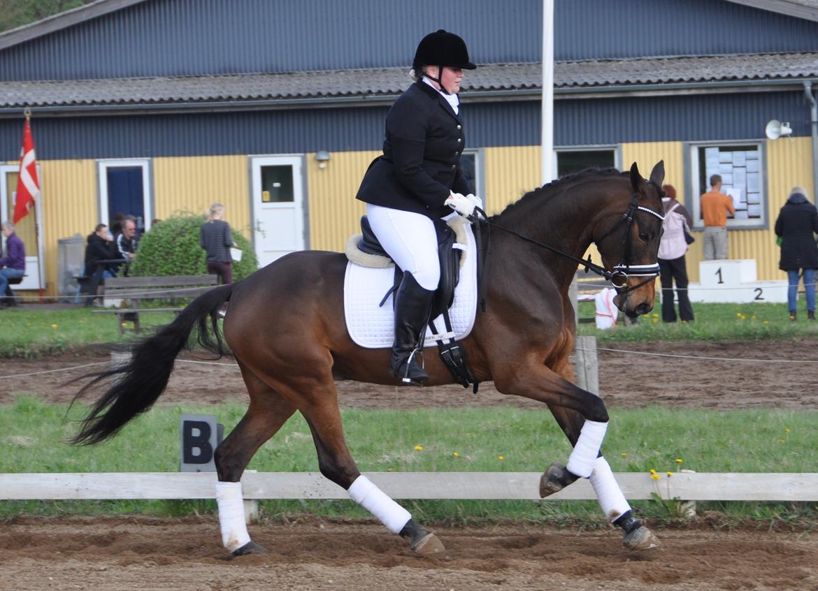 Dansk Varmblod ØSTMARK'S MAC CLAUD - Foto: Anne-Mette Hansen billede 7