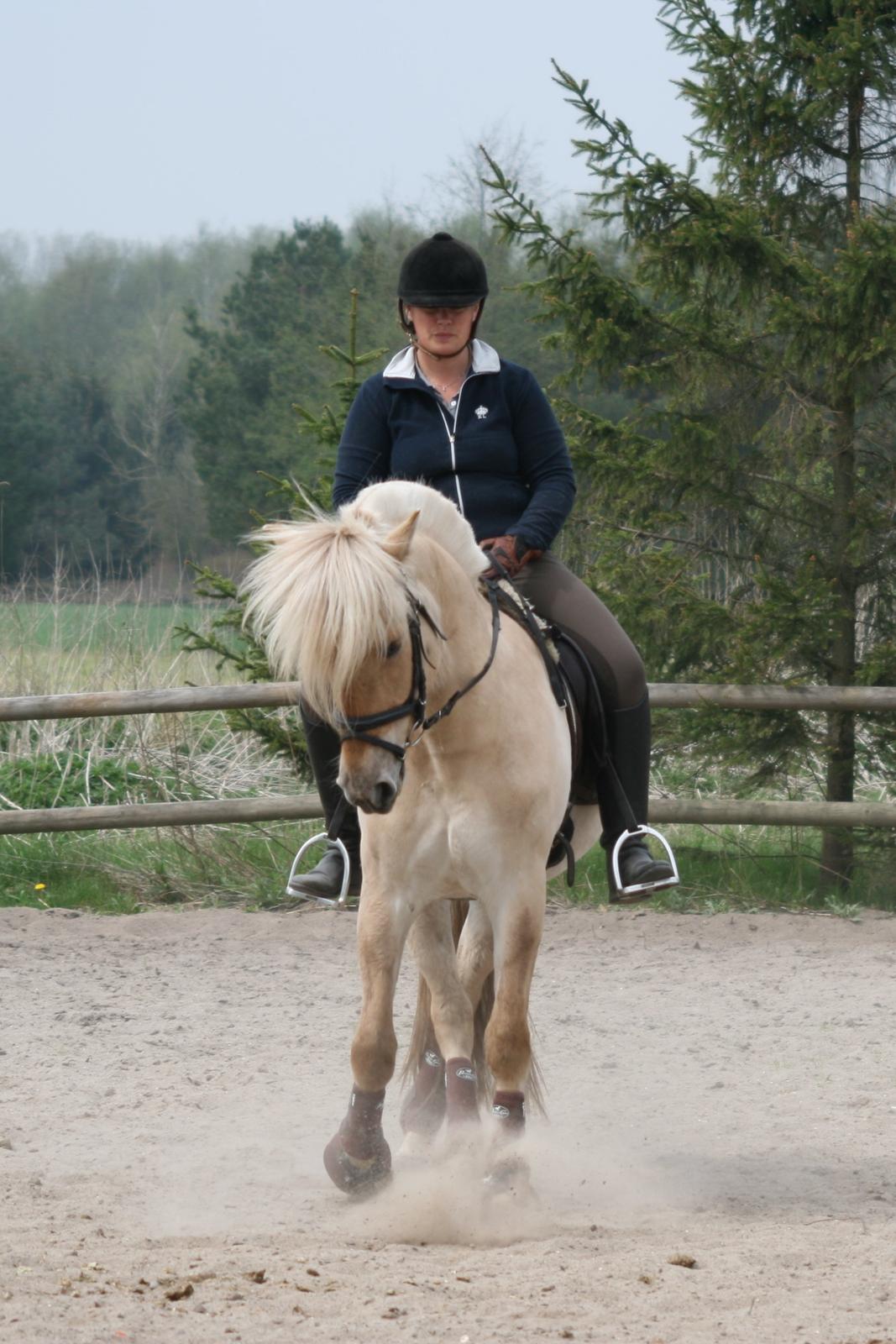 Fjordhest Bay`s Capre billede 14