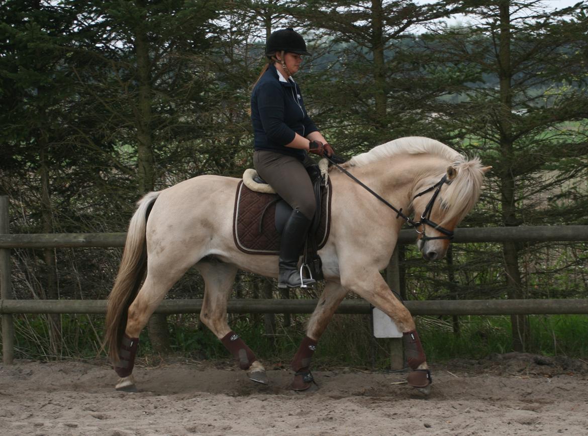 Fjordhest Bay`s Capre billede 15