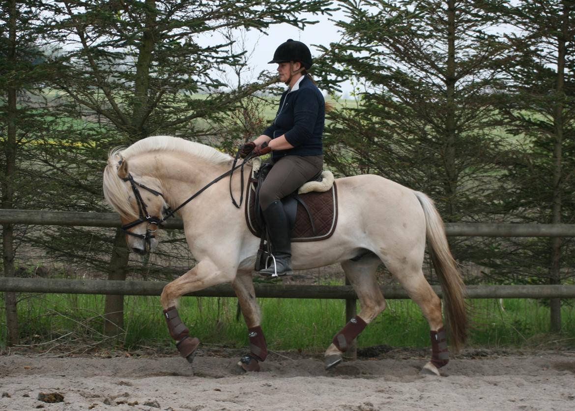 Fjordhest Bay`s Capre billede 16