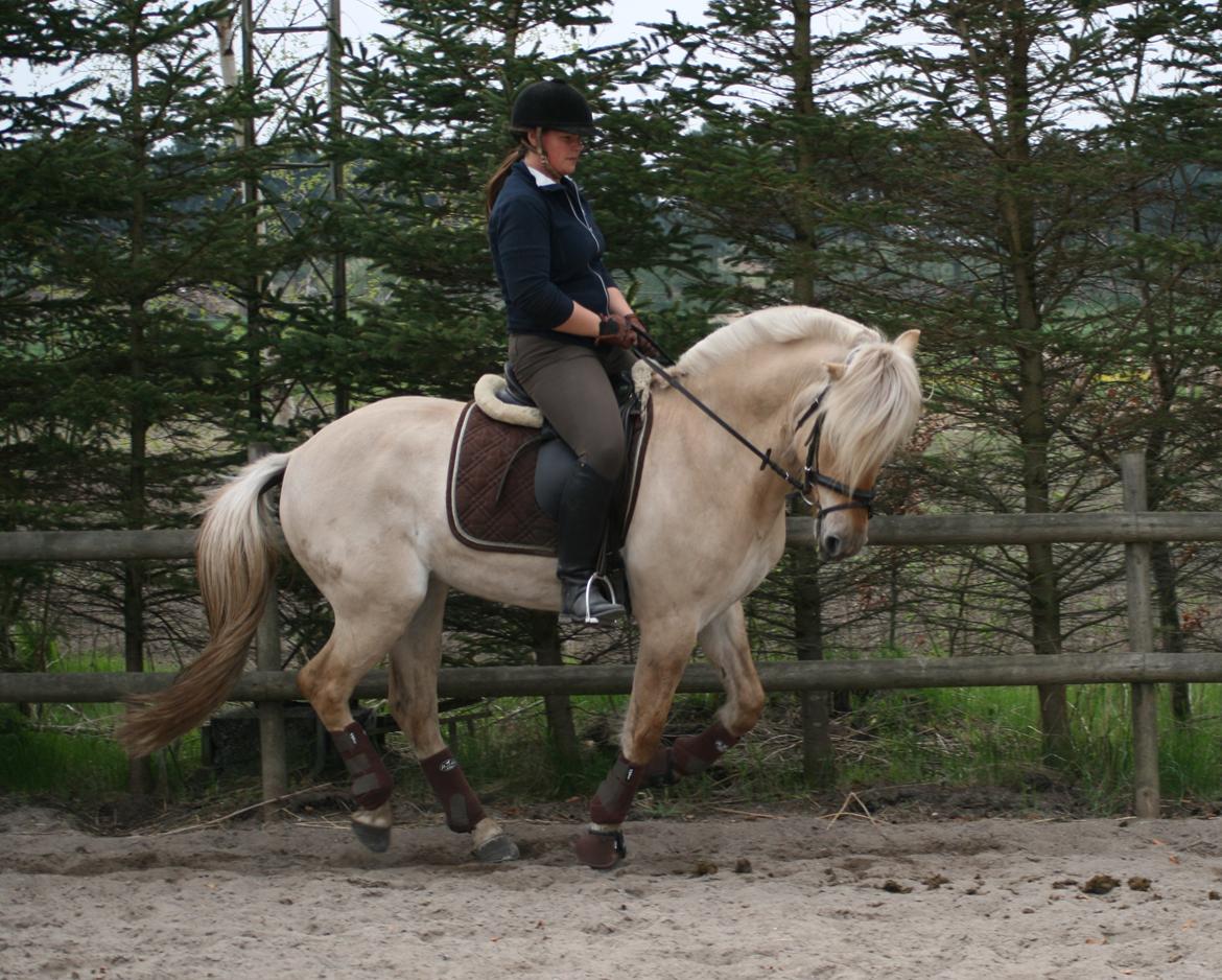 Fjordhest Bay`s Capre billede 17