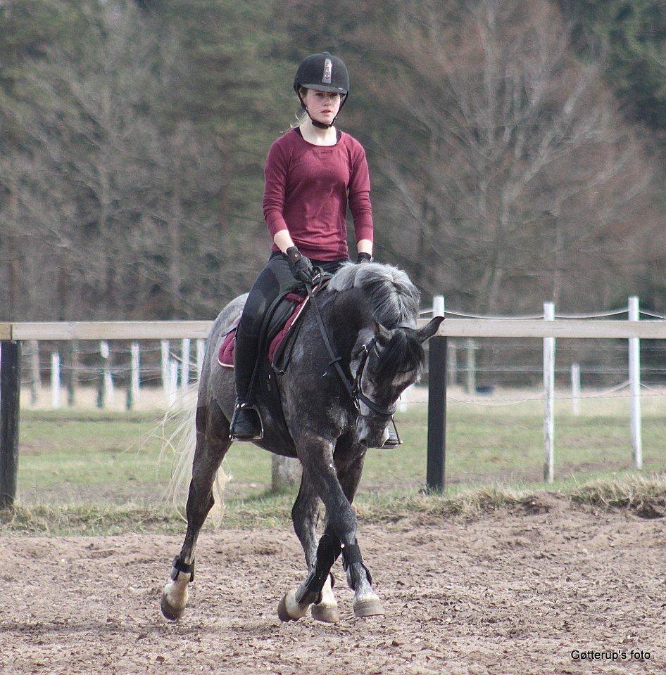 Anden særlig race OPTIMUS A EGELYKKEN - Dressur træning, april 2013. billede 9