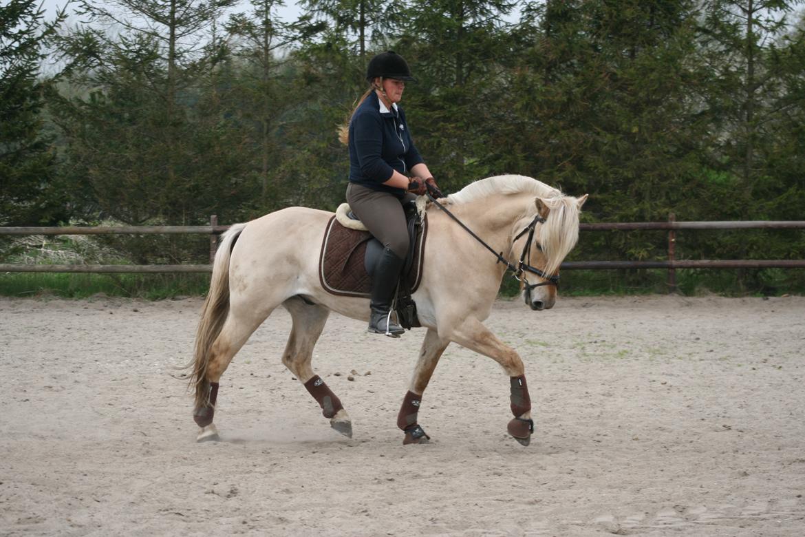 Fjordhest Bay`s Capre billede 18