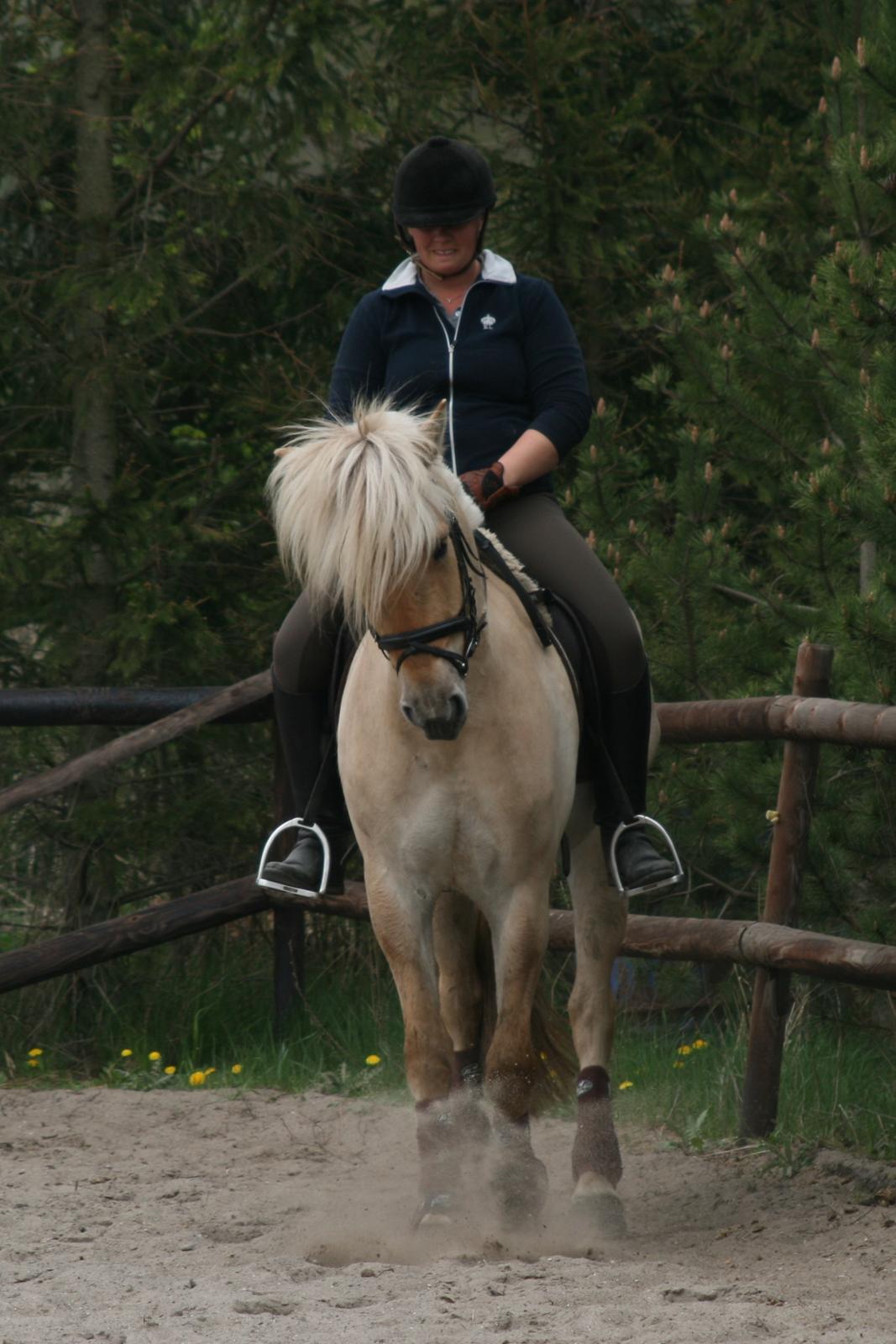 Fjordhest Bay`s Capre billede 1