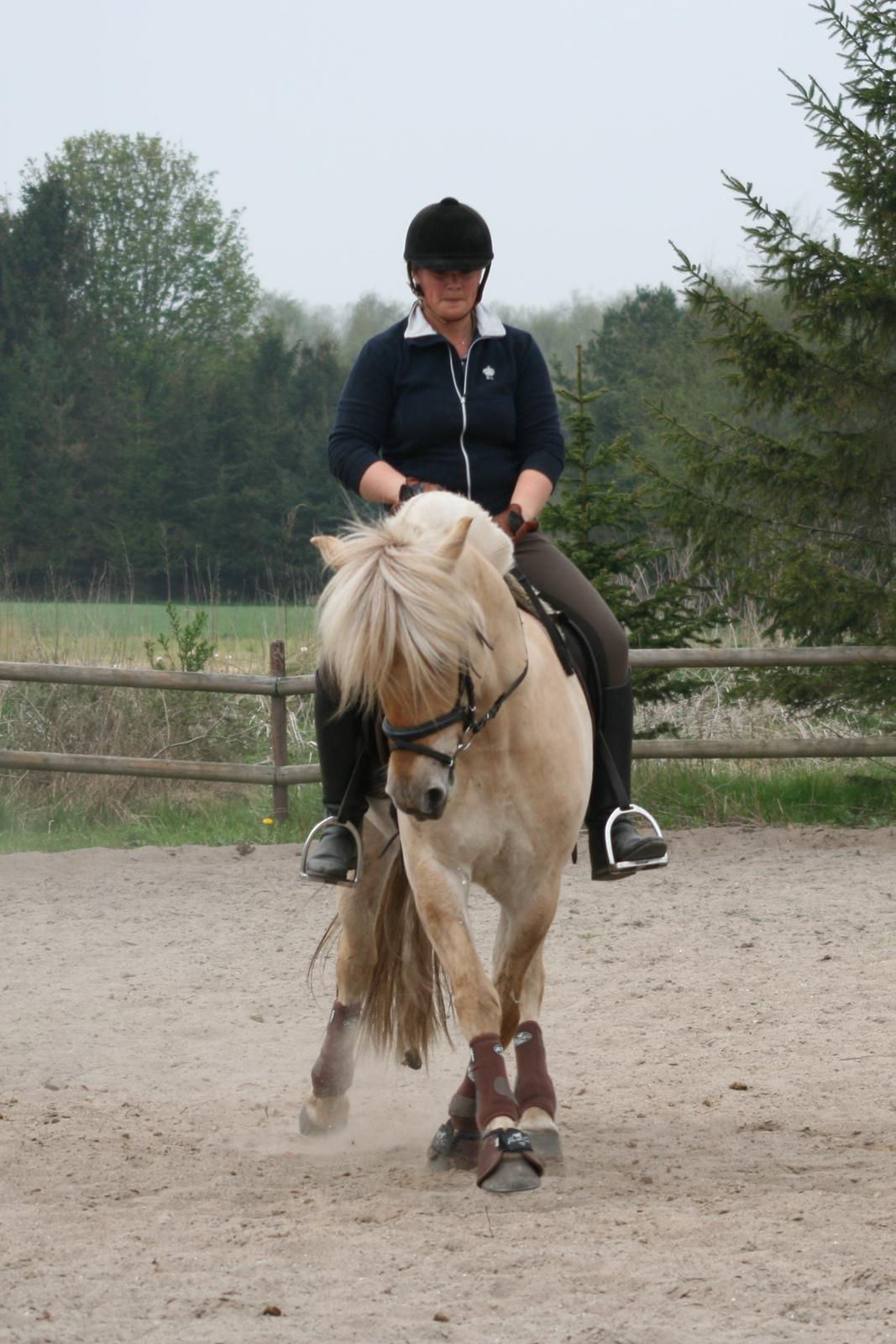 Fjordhest Bay`s Capre billede 19