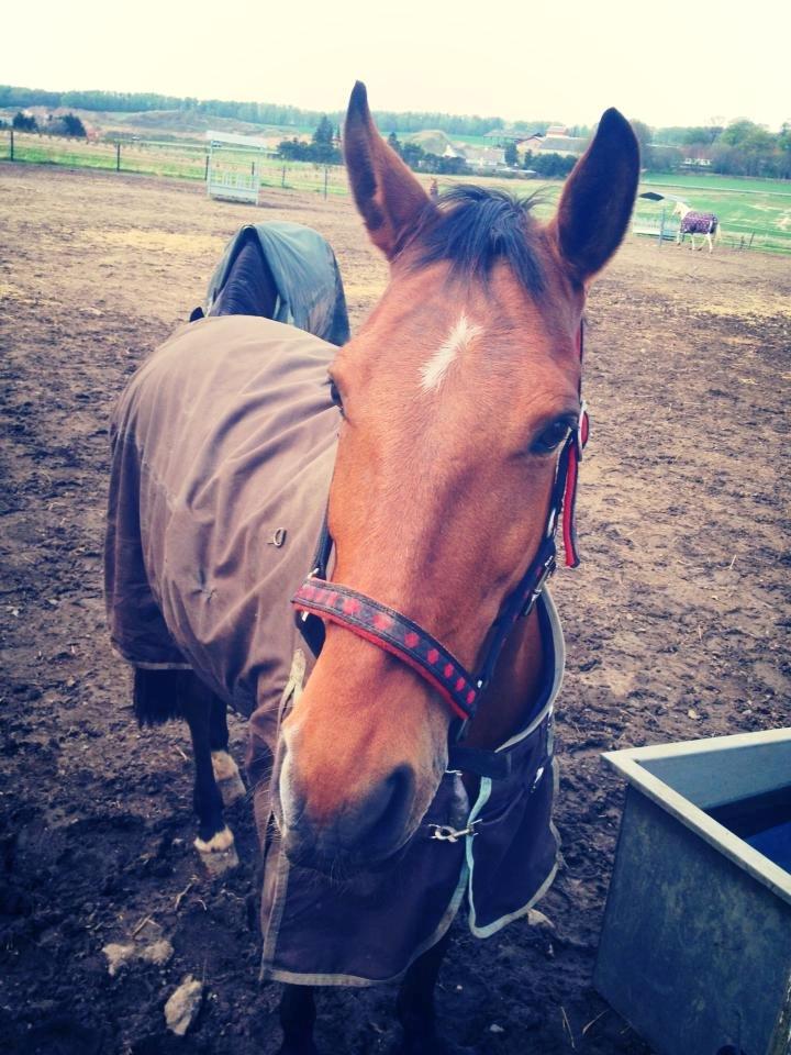 Tysk Varmblod Mac Kenroy - Maj 2013  billede 7