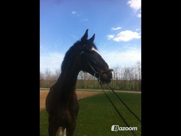 Hollandsk Varmblod cidora billede 13