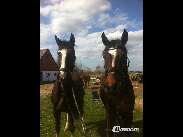 Hollandsk Varmblod cidora billede 14