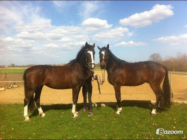 Hollandsk Varmblod cidora billede 15