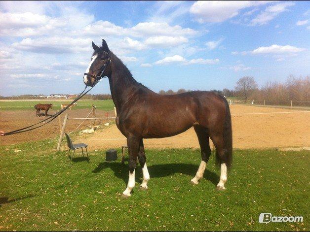 Hollandsk Varmblod cidora billede 16