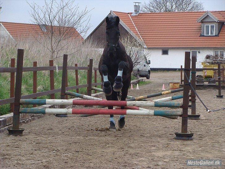 Frieser Rasmus vallø billede 5