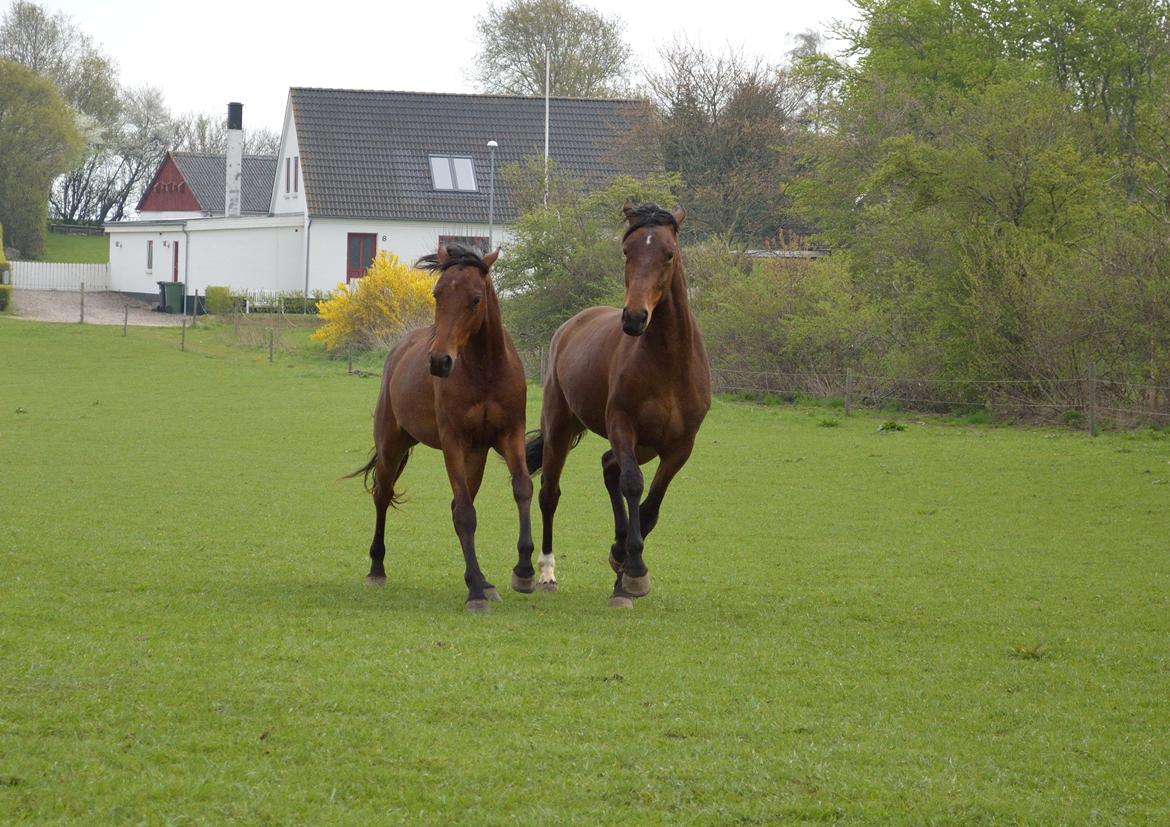 Anden særlig race Nylykke's Complete Girl - GALOP! Med storesøster :D 
Taget den 9. maj 2013 billede 18