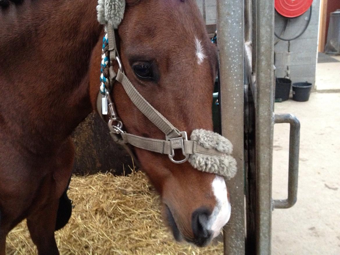 New Forest Nubbi M  - Nubbi til stævne i thorsø, han syntes nok det var lidt kedeligt :P billede 6