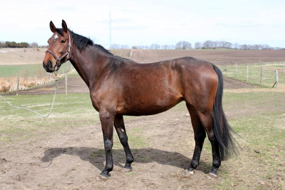 Anden særlig race Serafina Pekkala - Serafina efter ca en måned i ridning ved Rudie Telgenhof.  billede 24