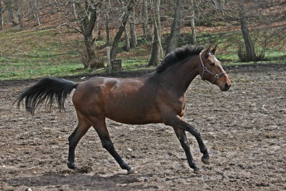 Anden særlig race Serafina Pekkala - Skatten viser sig frem på Stald Rockland billede 25