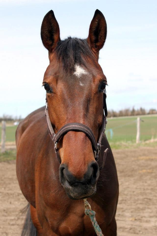 Anden særlig race Serafina Pekkala - Søde Laffe <3 billede 26