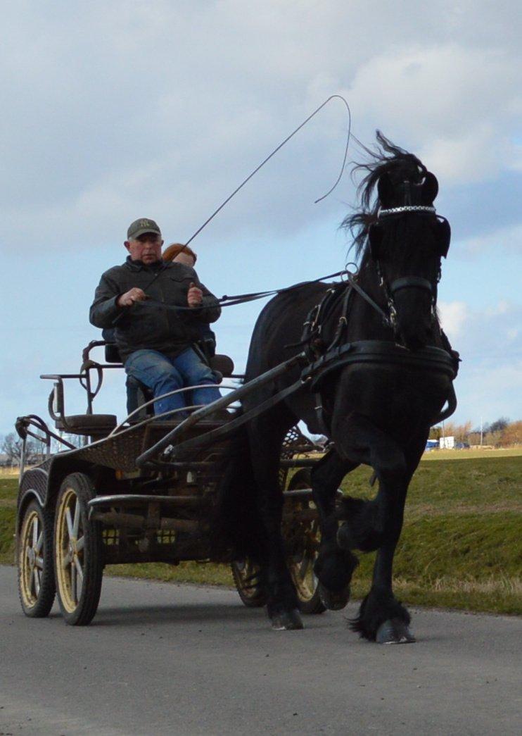 Frieser Douwe fan it Heim billede 3