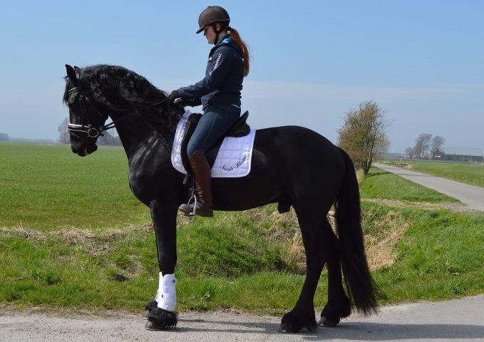 Frieser Douwe fan it Heim billede 5