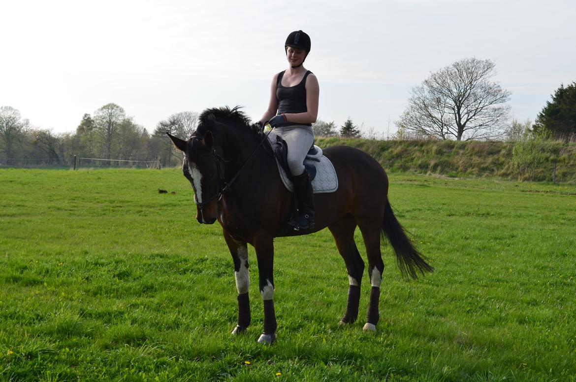 Dansk Varmblod Lucilla-HØM "SOLGT" billede 5