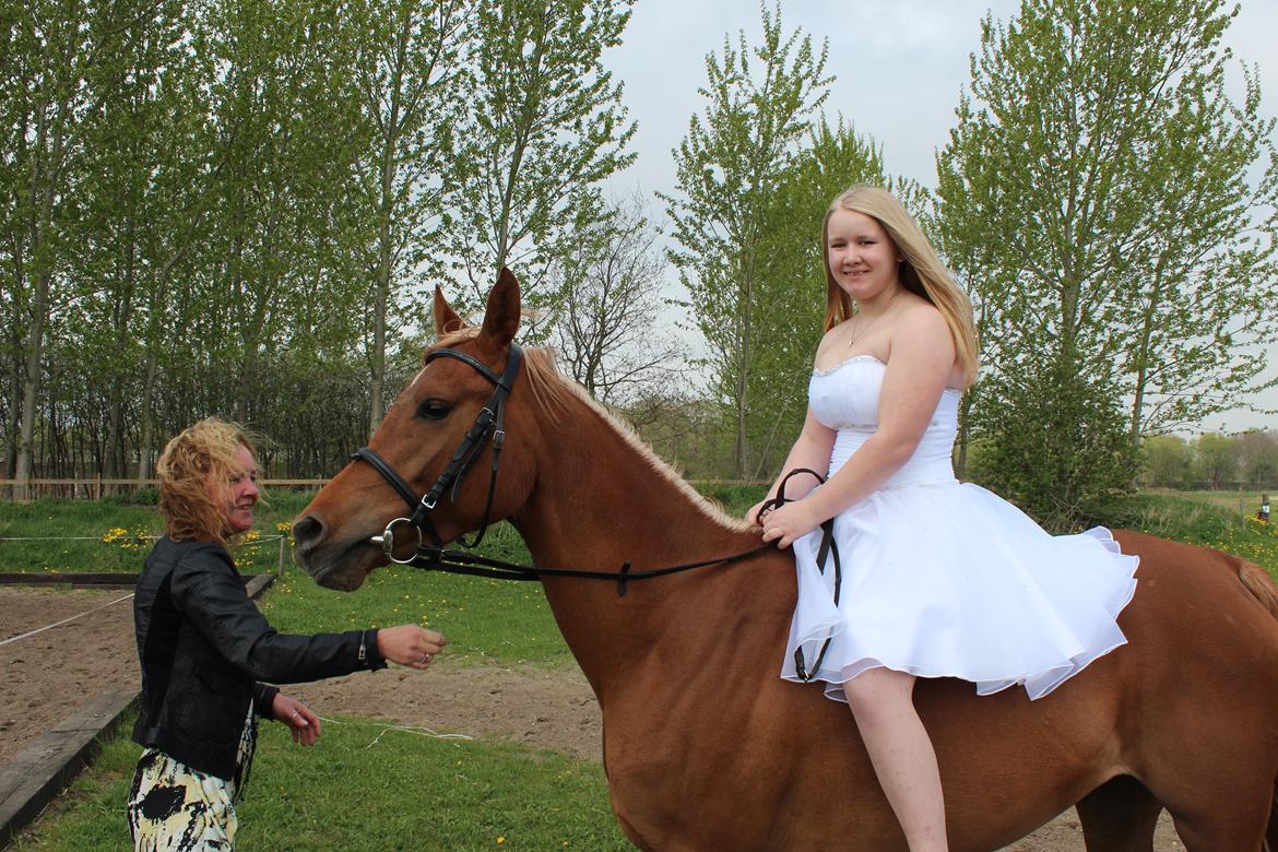 Arabisk fuldblod (OX) Zakiyah El Azraff - Konfirmation 9/5-13 billede 4