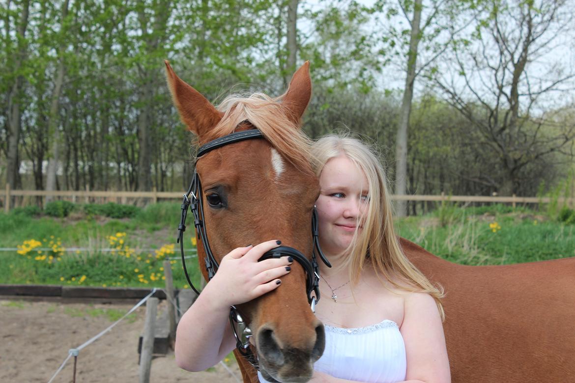 Arabisk fuldblod (OX) Zakiyah El Azraff - Konfirmation 9/5-13 billede 3