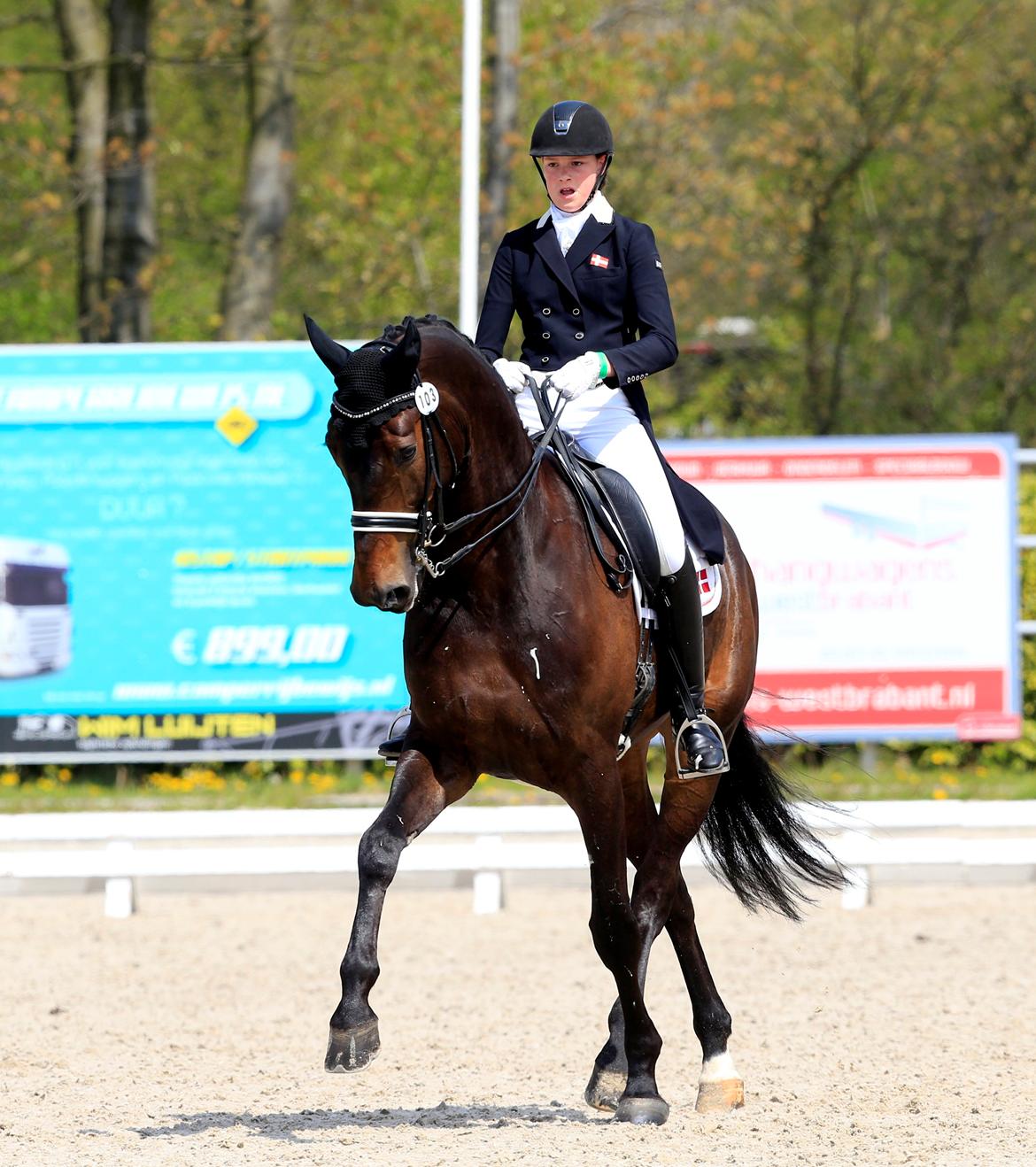 Westfaler Fernet D - A hest billede 8